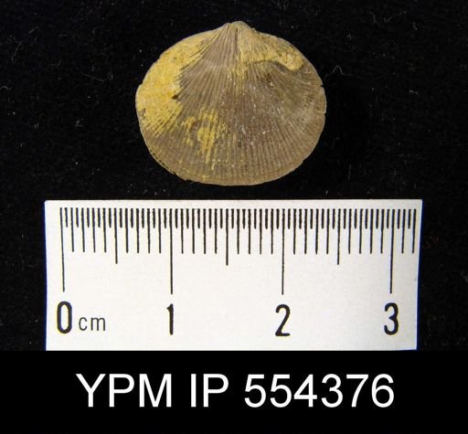 Dalmanella sp.