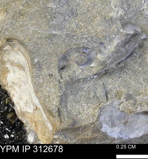 undet. Mollusca