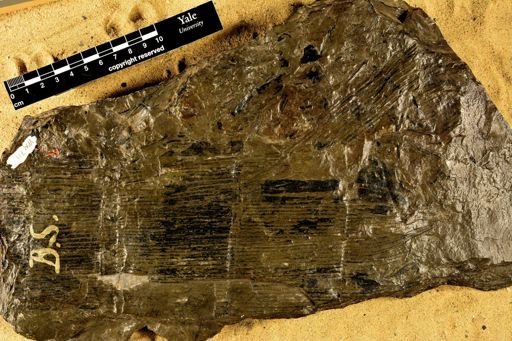 Calamites ramosus