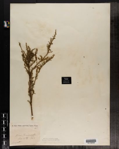 Plantae