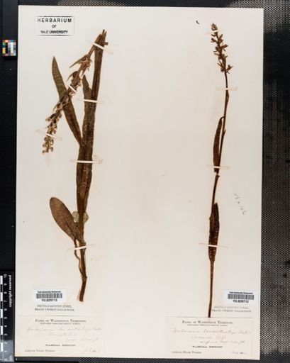 Plantae