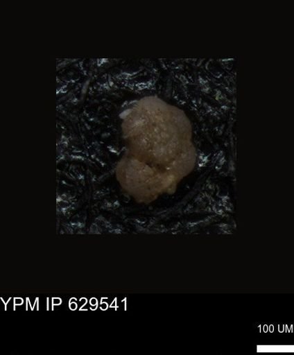 undet. Foraminiferida