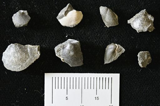 Oxytoma (Hypoxytoma) nebrascana