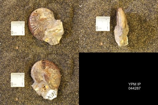Hoploscaphites comprimus