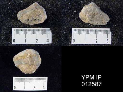 Camarophoria venusta