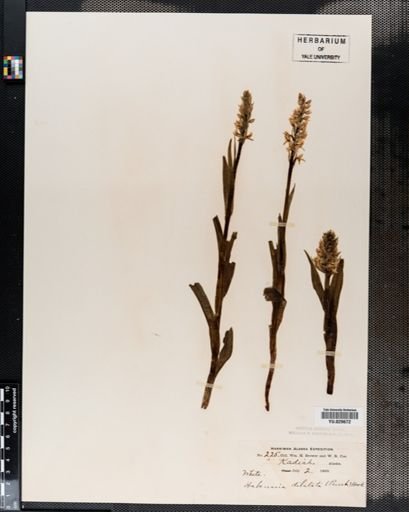 Habenaria