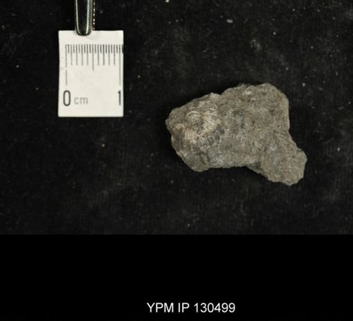 Proetus?
