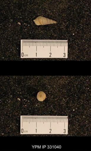 Meekospira sp.