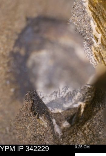 undet. Bivalvia