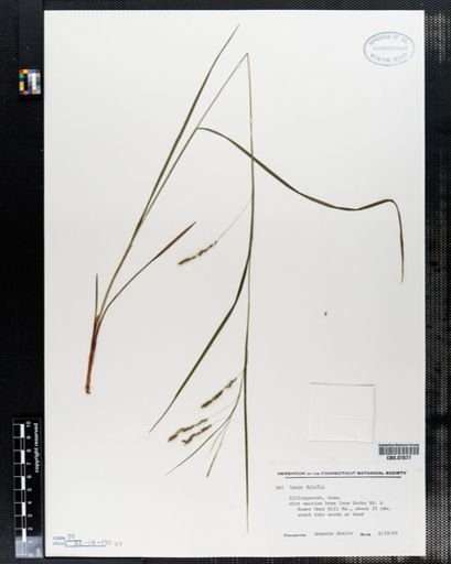 Carex debilis