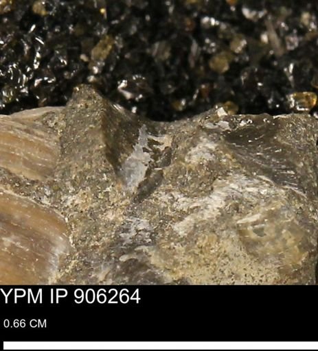 undet. Mollusca