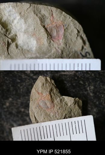 Stylophora?