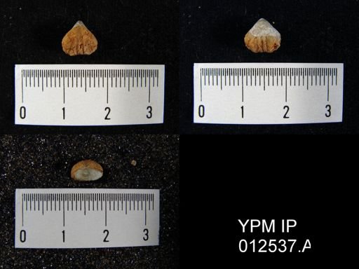 Pugnoides texanus