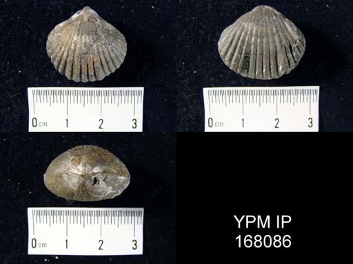 Camarotoechia dotis