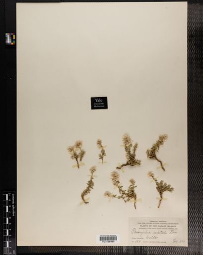 Plantae