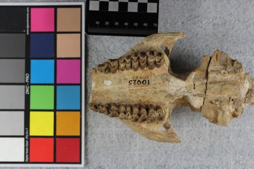 Merycoidodon culbertsoni