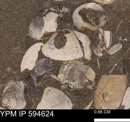 Protocardia sp.