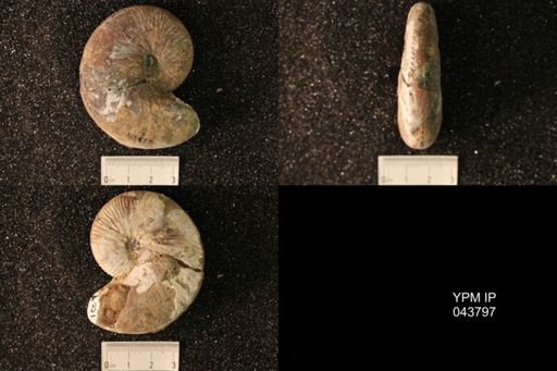 Hoploscaphites nicolletii