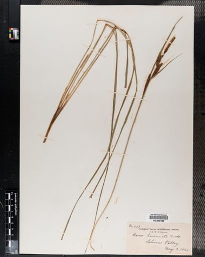 Carex