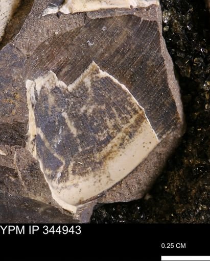 Limopsis striatopunctatus
