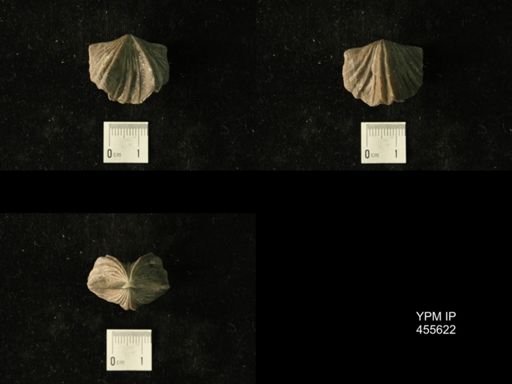 Platystrophia laticosta