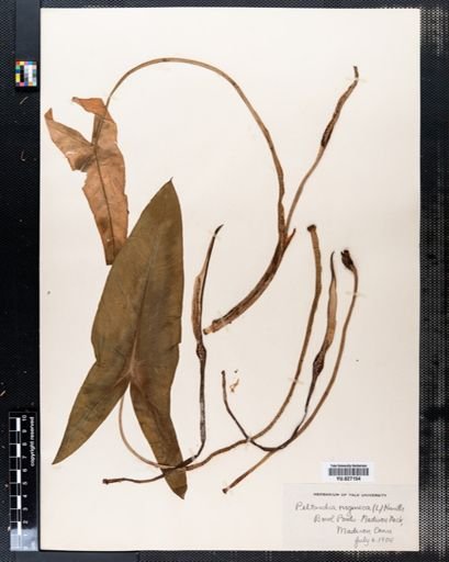 Peltandra virginica