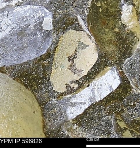 undet. Mollusca