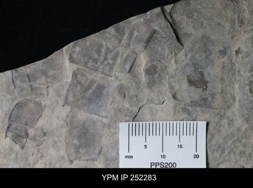 Eurypterus sp.