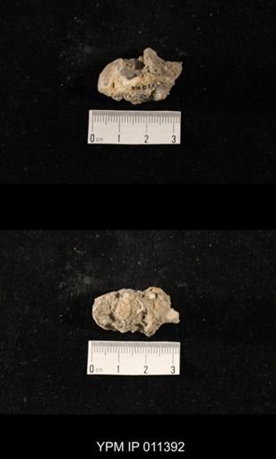 Streptorhynchus pyramidalis