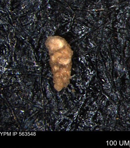 Verneuilinoides hectori