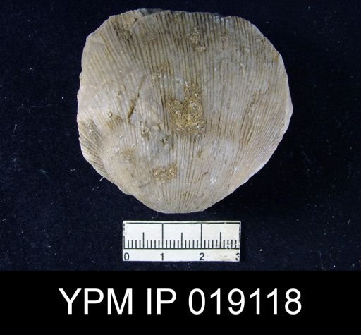 Derbya hemispherica