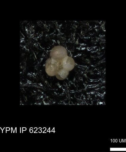undet. Globigerinina