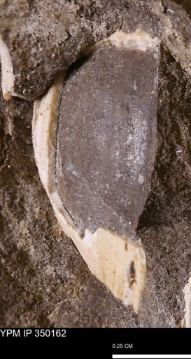 Limopsis striatopunctatus