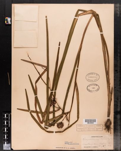 Sparganium eurycarpum