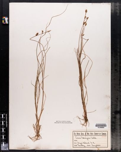 Carex mackenziei