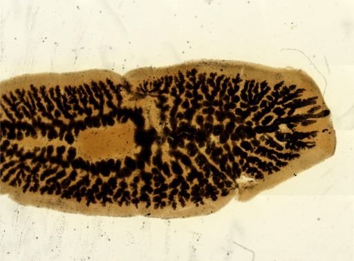 Procotyla fluviatilis