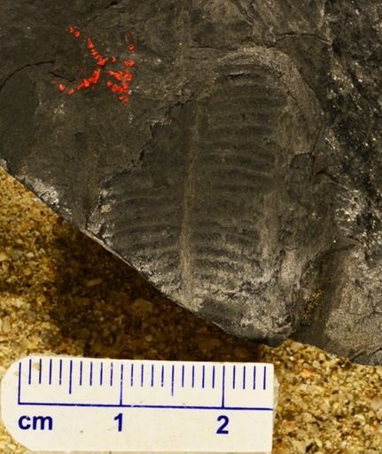Pecopteris? unita
