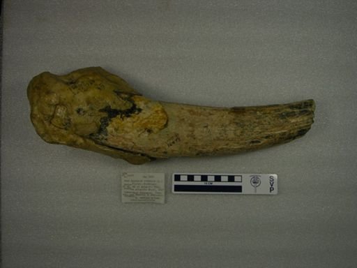 Odobenus rosmarus