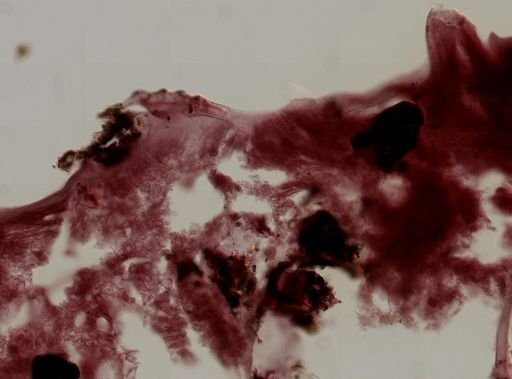 Aplysilla sp.