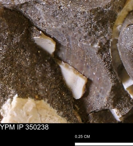 Limopsis striatopunctatus
