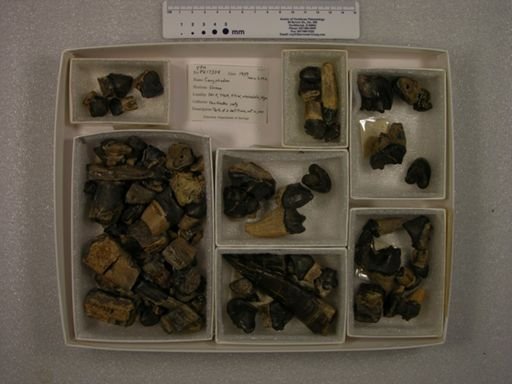 Coryphodon