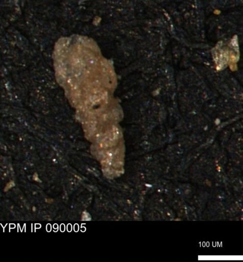 Verneuilinoides kansasensis