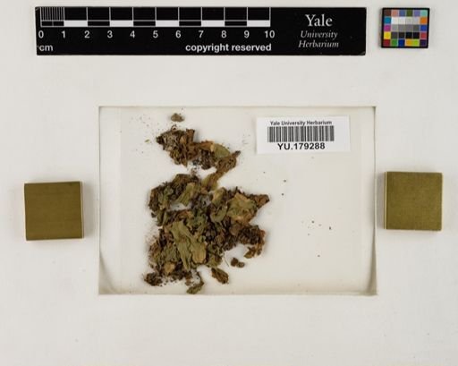 Plantae