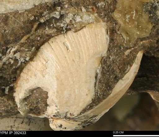 Protocardia subquadrata