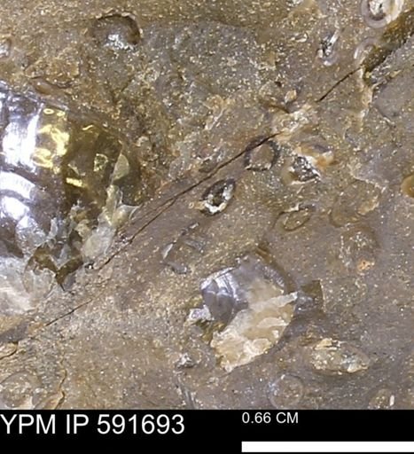 Serpulidae