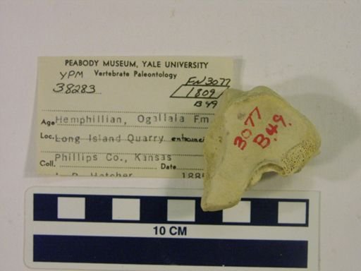 Rhinocerotidae