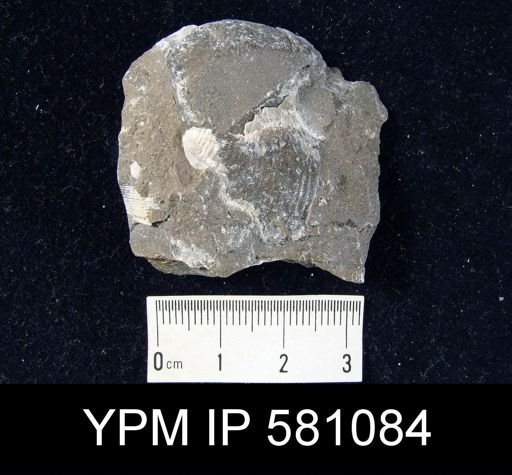 undet. Brachiopoda