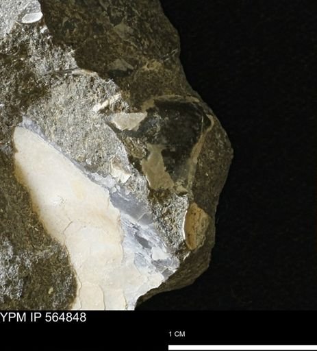 undet. Bivalvia