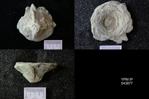 undet. Ichnofossil