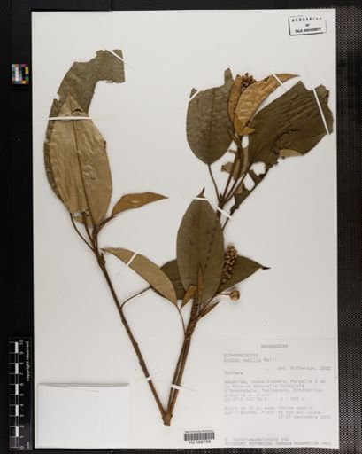Plantae